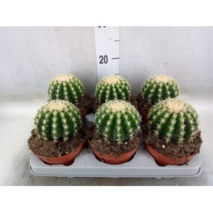 Echinocactus grusonii forma interme