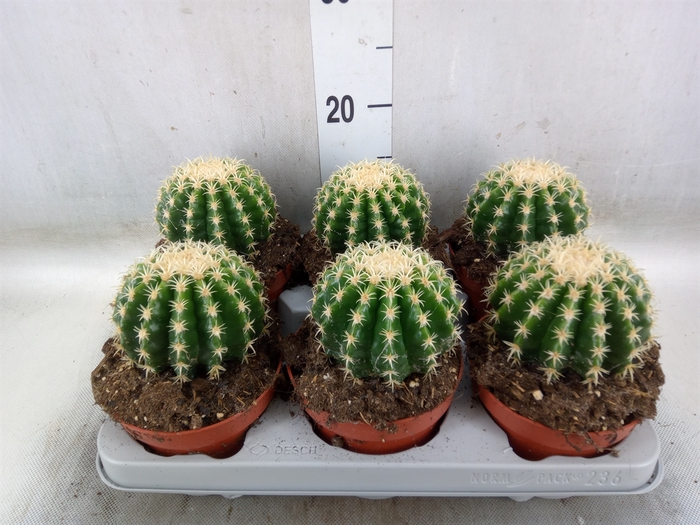 <h4>Echinocactus grusonii forma interme</h4>