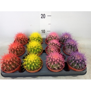 Echinocactus grusonii