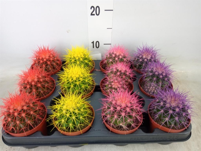 <h4>Echinocactus grusonii</h4>
