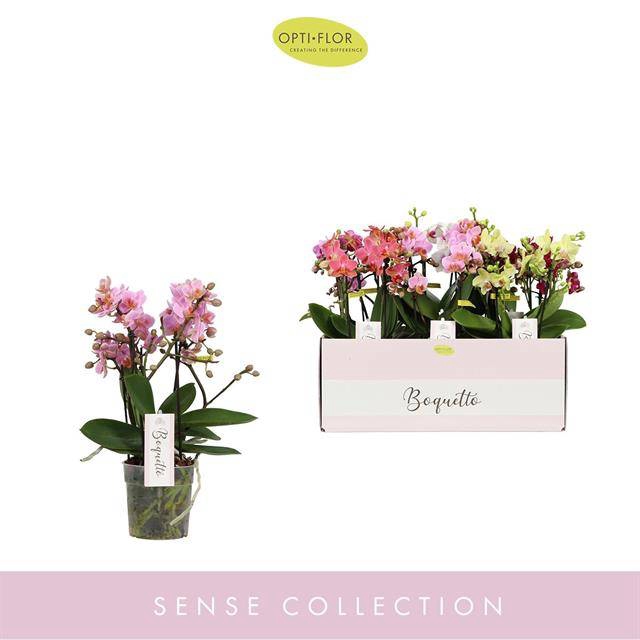 <h4>PHAL OPTI BOQUETTO MIX 3-5 SPIKE</h4>