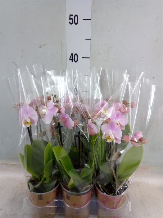 <h4>Phalaenopsis multi. 'FC Angel Eyes'</h4>