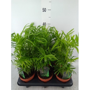 Chamaedorea elegans