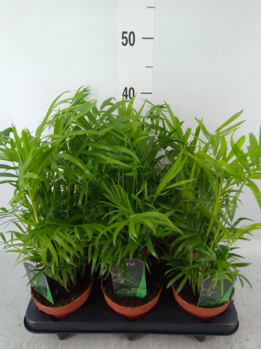 <h4>Chamaedorea elegans</h4>