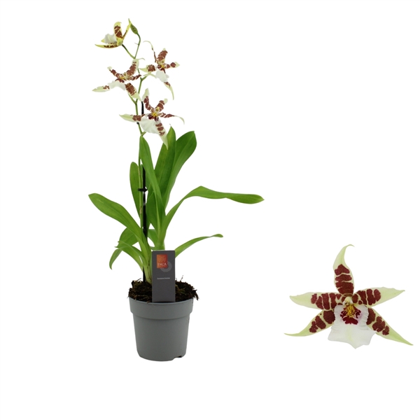 <h4>Inca Cambria Renaissance White 1 spike</h4>