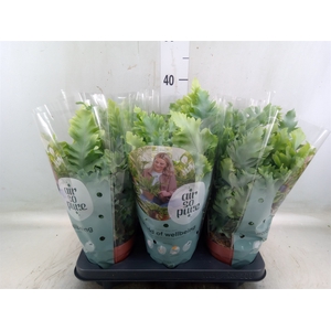 Phlebodium aureum 'Davana'
