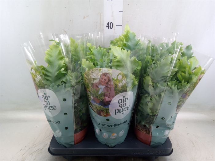 <h4>Phlebodium aureum 'Davana'</h4>