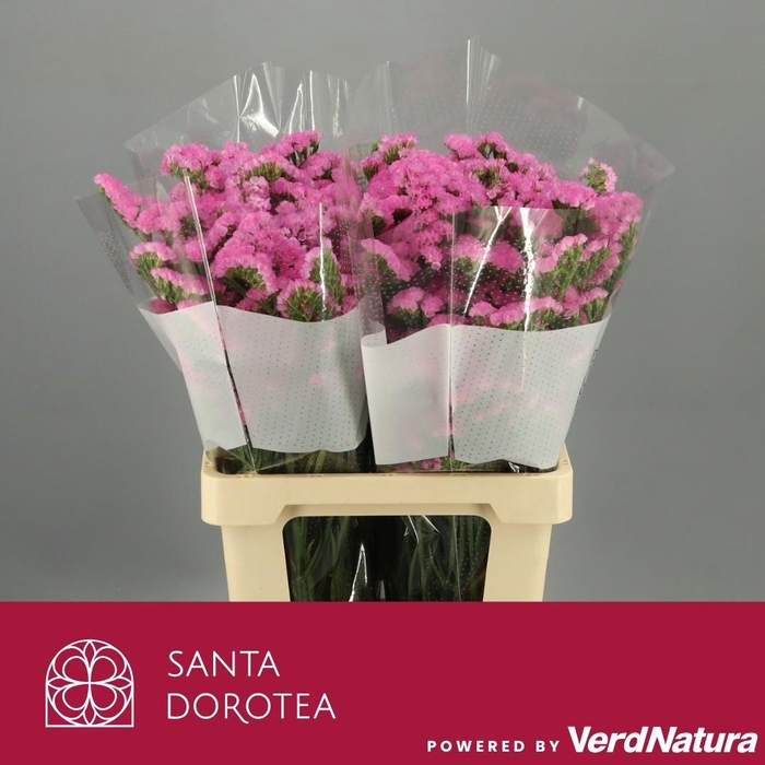 <h4>Statice Pink</h4>