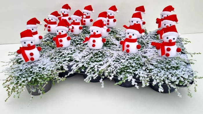 <h4>SOLEI SOL GROEN</h4>