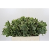 Pittosporum Ilan