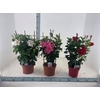 Dipladenia rek diverse kleuren