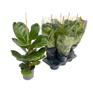 FICUS LYRATA