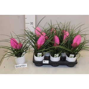 ARR TILLANDSIA