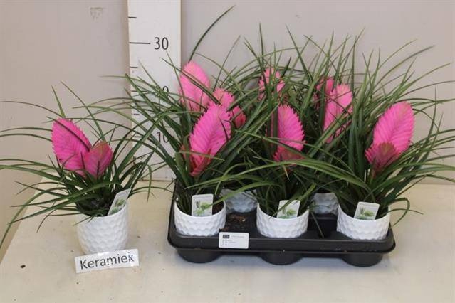 <h4>ARR TILLANDSIA</h4>