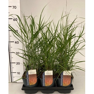 Panicum Rehbraun