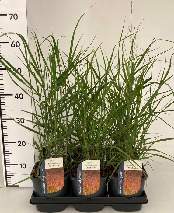 <h4>Panicum Rehbraun</h4>