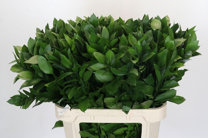 <h4>Ruscus Hypophyllum</h4>