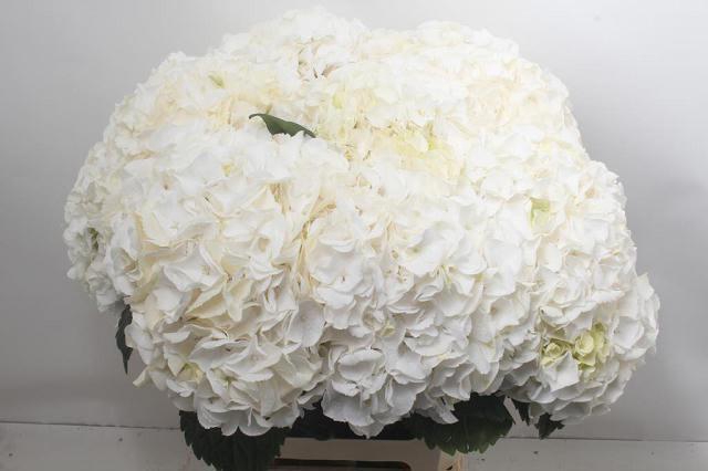 <h4>HYDR M CH ALLURE</h4>