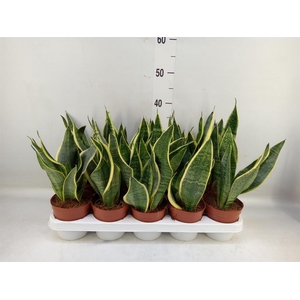 Sansevieria trifa. 'Futura Superba'