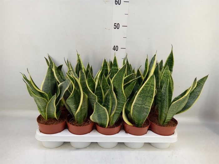 <h4>Sansevieria trifa. 'Futura Superba'</h4>