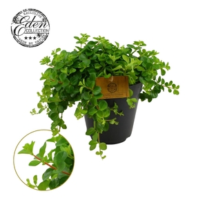 Peperomia Rotundifolia 15cm