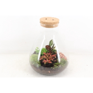 arr3 WR - Terrarium Erlenmeyer large LED