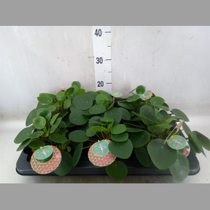 Pilea peperomoides