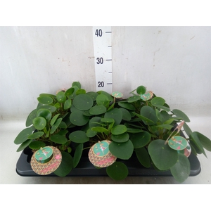 Pilea peperomoides