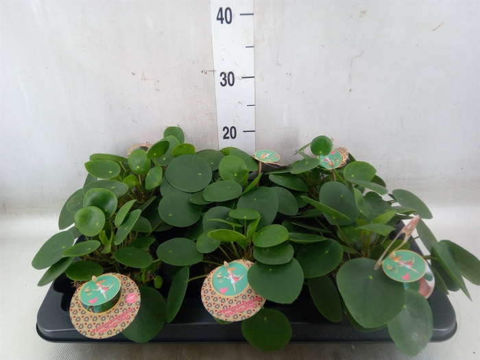 <h4>Pilea peperomoides</h4>