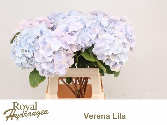 <h4>HYDR M CH VERENA BL</h4>