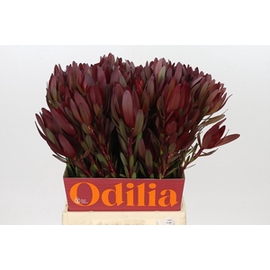 Leucadendron Saf Sunset Dark R.Spray