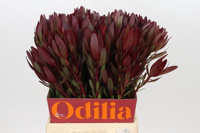 <h4>Leucadendron Saf Sunset Dark R.Spray</h4>