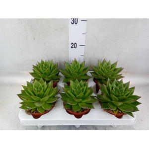 Echeveria agavoides