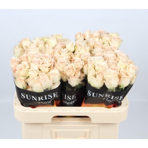 R TR CHAMP BLOSSOMS