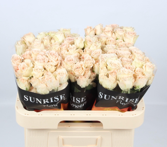 <h4>R TR CHAMP BLOSSOMS</h4>