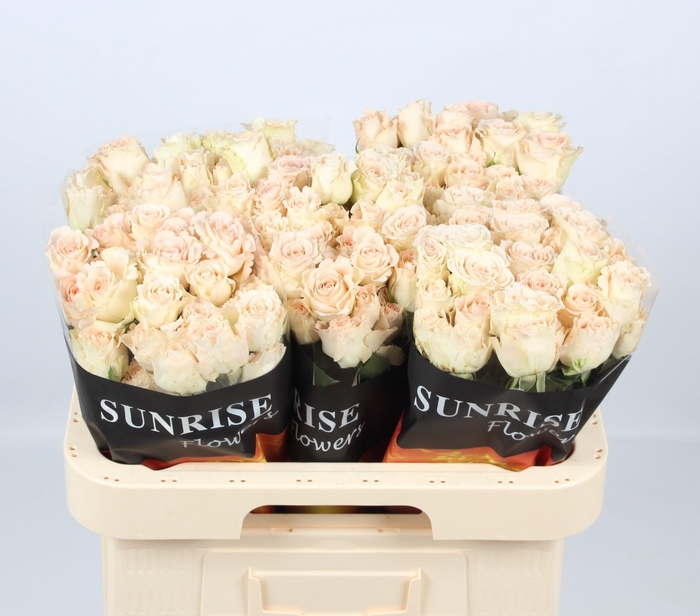 <h4>R TR CHAMP BLOSSOMS</h4>