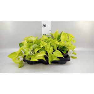 Epipremnum   ...