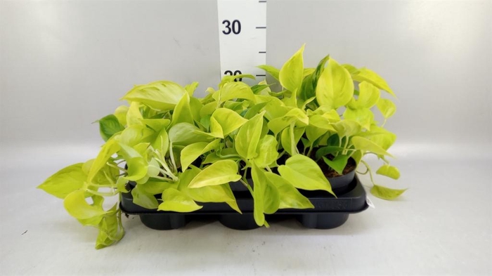 <h4>Epipremnum   ...</h4>