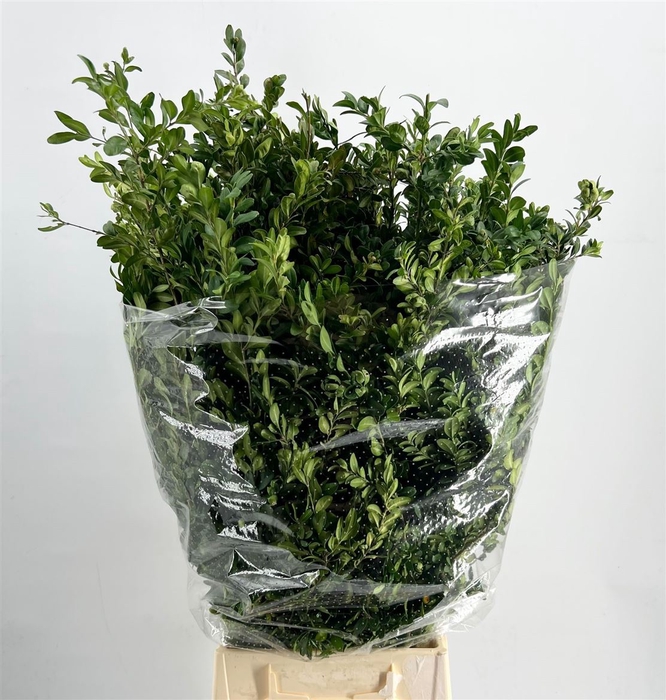 <h4>Buxus Green P Bunch</h4>