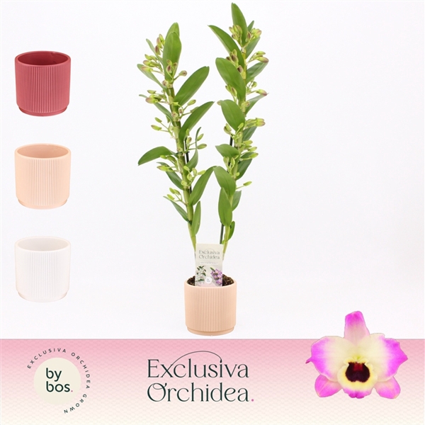<h4>Dendrobium nobile 'Sunny Eyes'</h4>