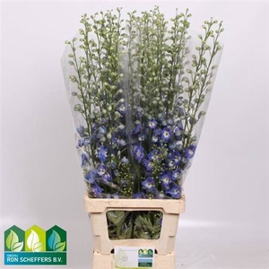 Delph Du Aurora Blue