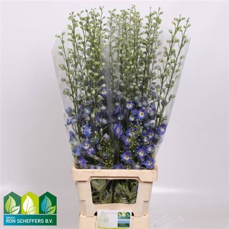 <h4>Delph Du Aurora Blue</h4>