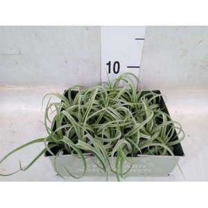 Tillandsia