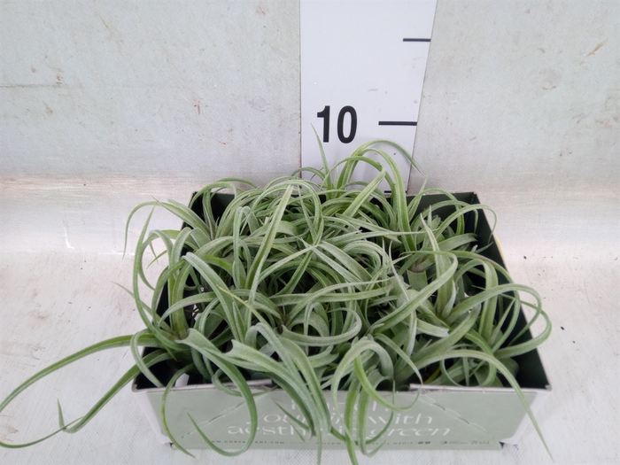 <h4>Tillandsia</h4>
