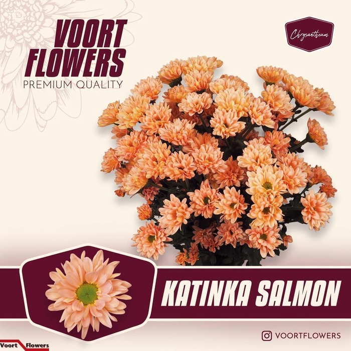 <h4>CHR T KATINKA SALMON</h4>