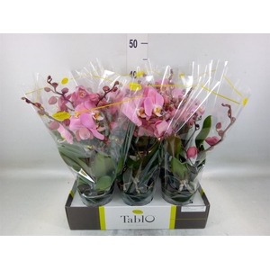 Phalaenopsis   ...rose