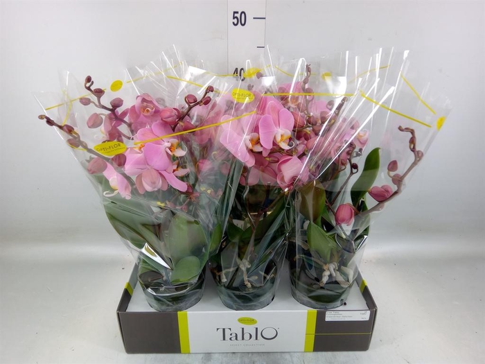 <h4>Phalaenopsis   ...rose</h4>