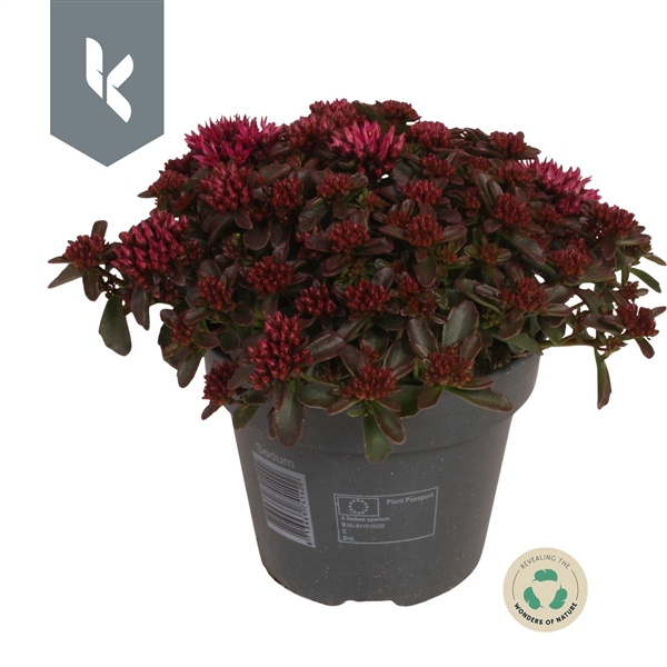 <h4>Sedum Spot on Deep Rose</h4>