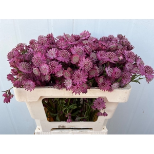 ASTR PURPLE SENSATIO