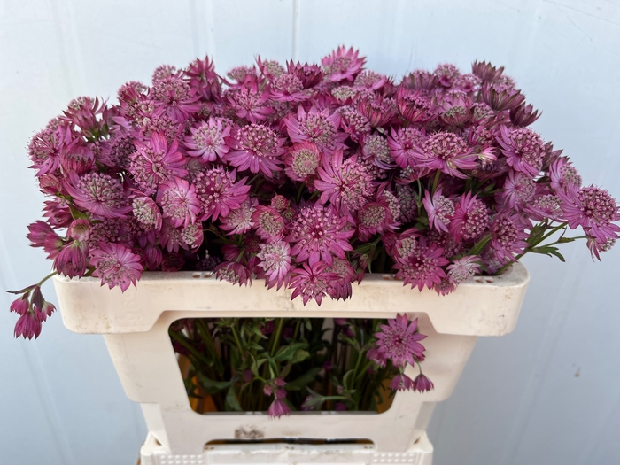 <h4>ASTR PURPLE SENSATIO</h4>